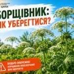 Борщівник: як уберегтися? Борщівник: як уберегтися?